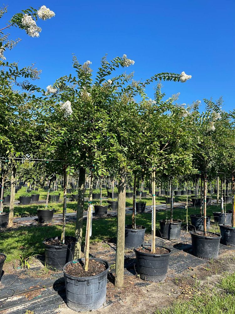 lagerstroemia-fauriei-natchez-japanese-crape-myrtle