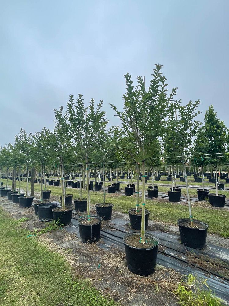 lagerstroemia-fauriei-natchez-japanese-crape-myrtle