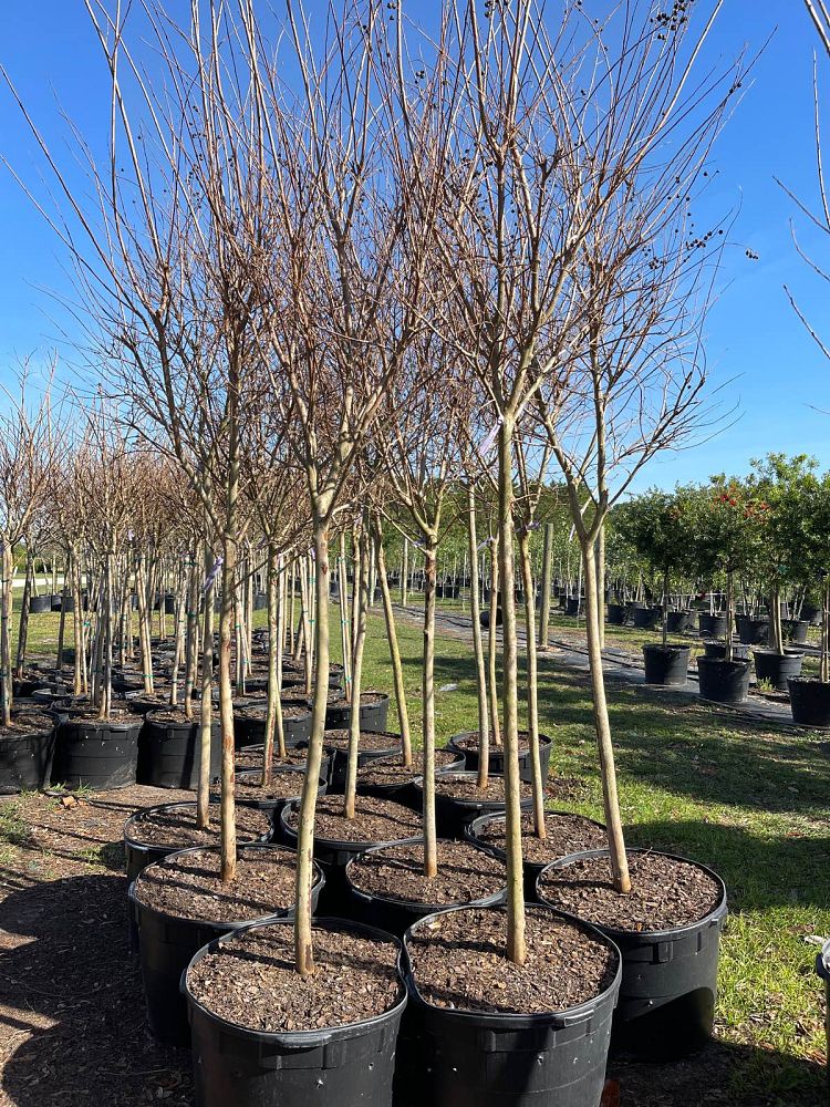 lagerstroemia-fauriei-natchez-japanese-crape-myrtle