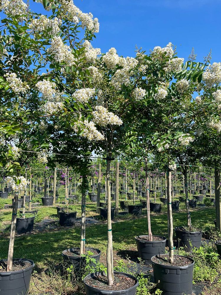 lagerstroemia-fauriei-natchez-japanese-crape-myrtle