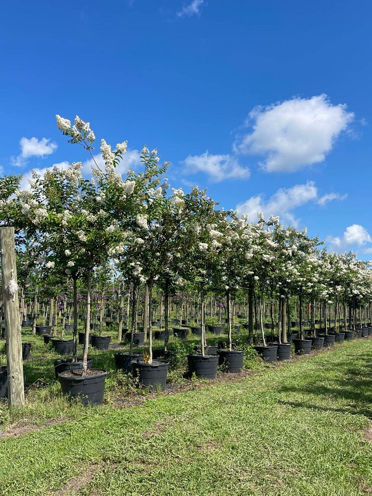 lagerstroemia-fauriei-natchez-japanese-crape-myrtle