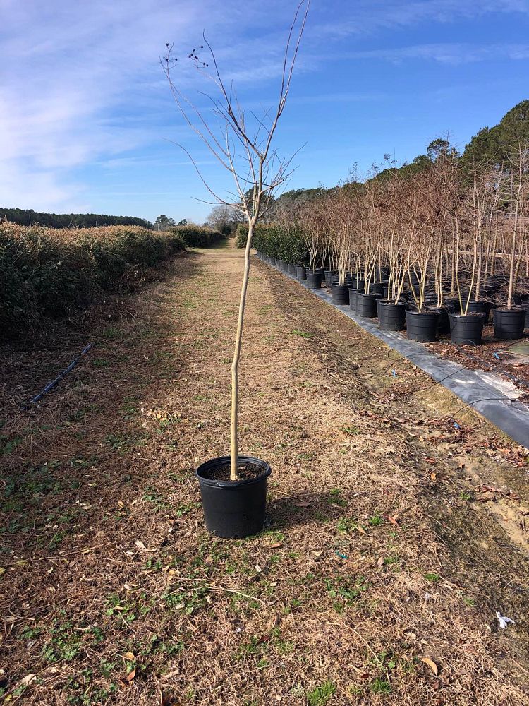 lagerstroemia-fauriei-natchez-japanese-crape-myrtle