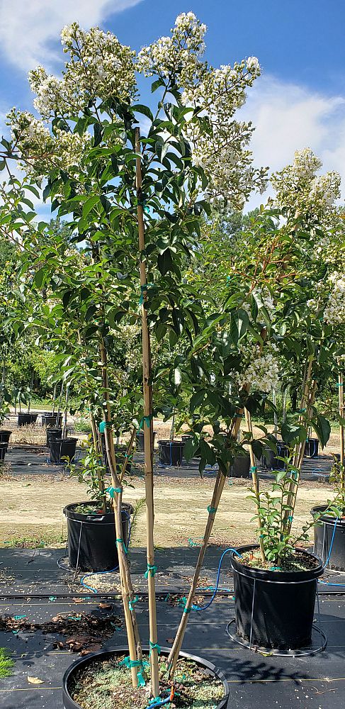 lagerstroemia-fauriei-natchez-japanese-crape-myrtle
