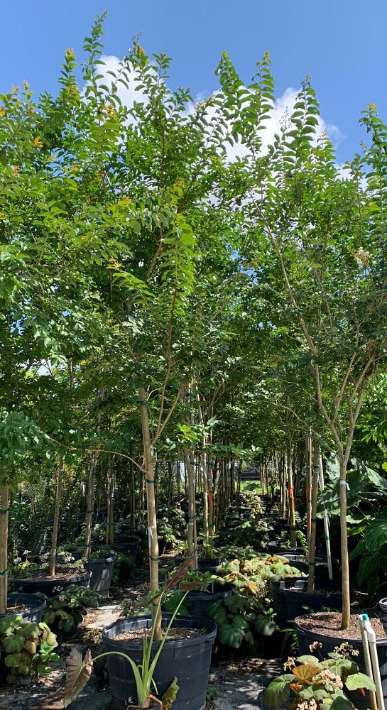 lagerstroemia-fauriei-natchez-japanese-crape-myrtle