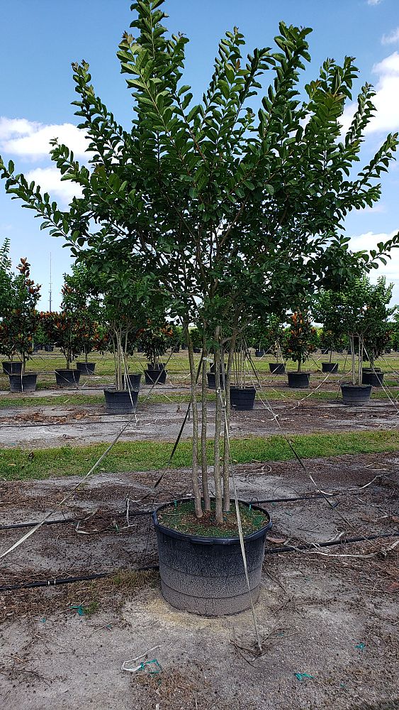 lagerstroemia-fauriei-natchez-japanese-crape-myrtle