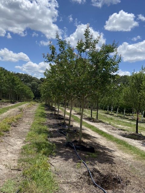 lagerstroemia-fauriei-natchez-japanese-crape-myrtle