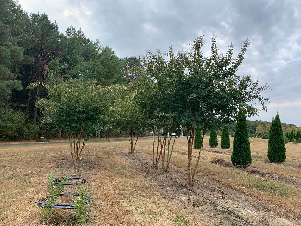 lagerstroemia-fauriei-natchez-japanese-crape-myrtle