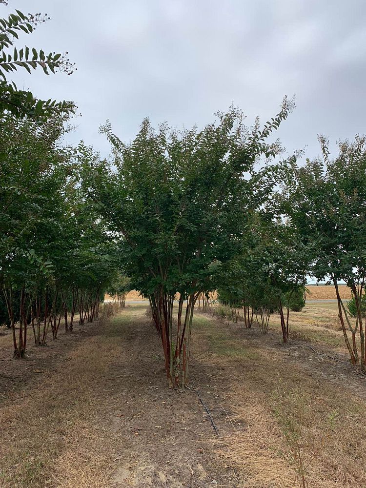 lagerstroemia-fauriei-natchez-japanese-crape-myrtle