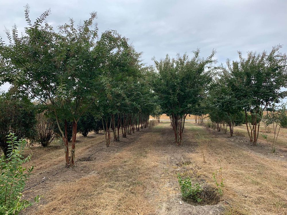 lagerstroemia-fauriei-natchez-japanese-crape-myrtle