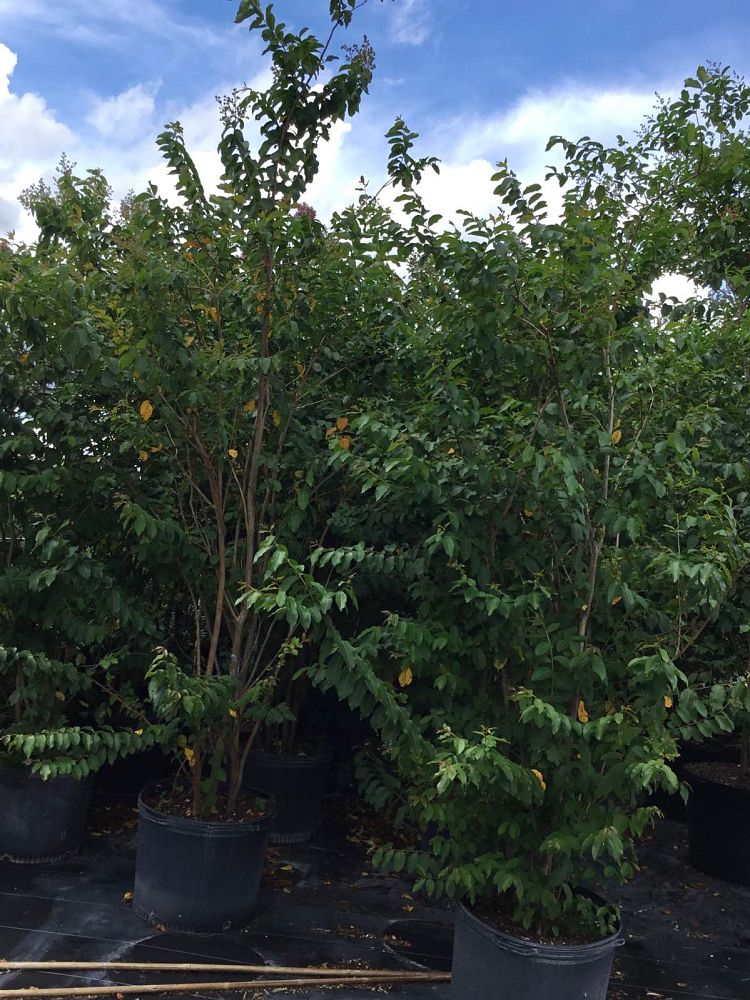 lagerstroemia-fauriei-natchez-japanese-crape-myrtle