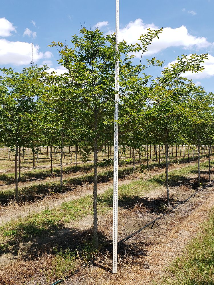 lagerstroemia-fauriei-natchez-japanese-crape-myrtle