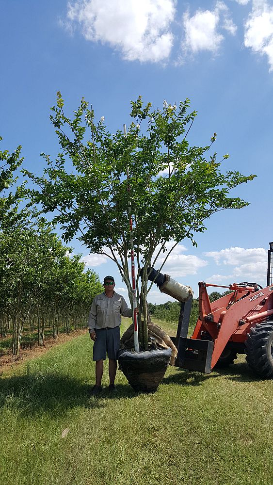 lagerstroemia-fauriei-natchez-japanese-crape-myrtle