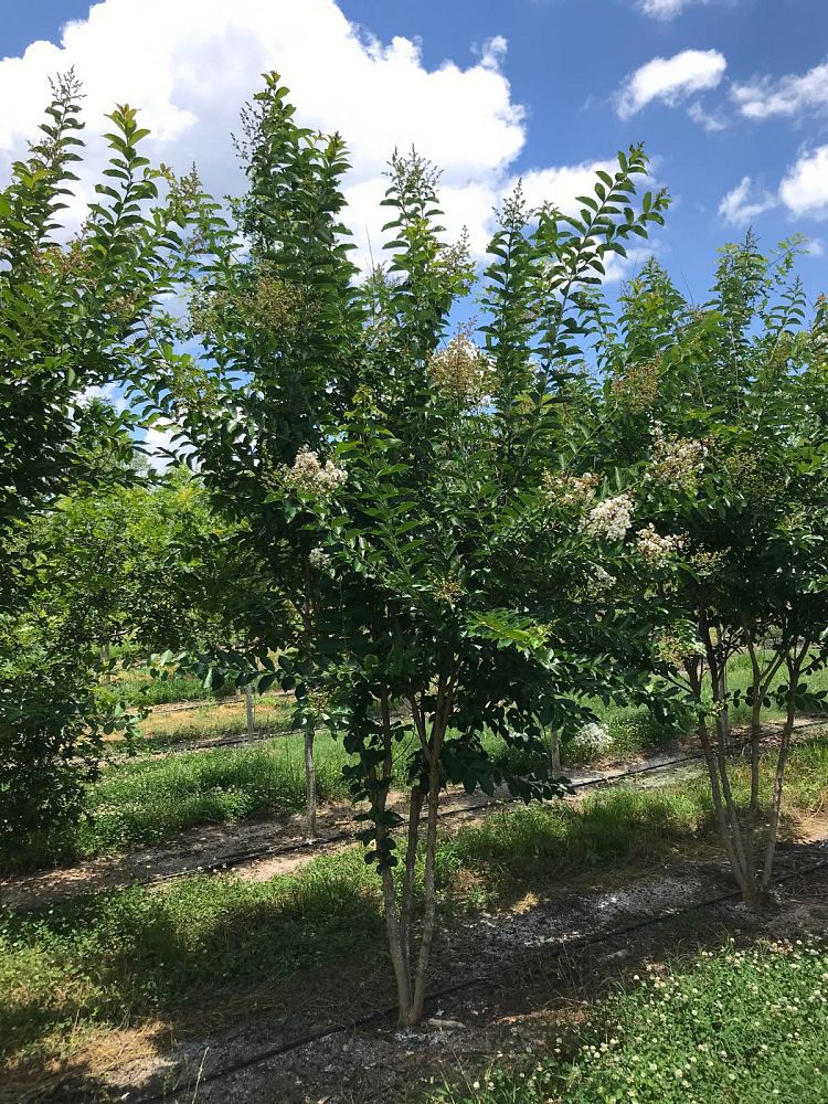 lagerstroemia-fauriei-natchez-japanese-crape-myrtle