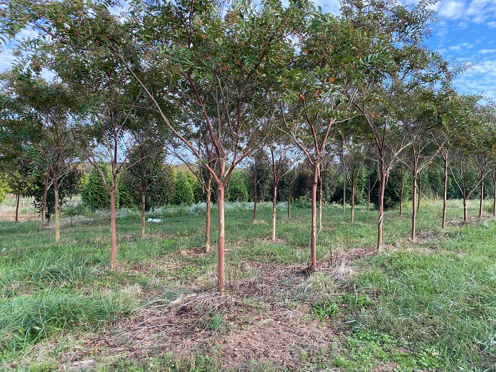 lagerstroemia-fauriei-natchez-japanese-crape-myrtle