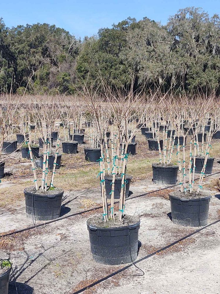 lagerstroemia-fauriei-natchez-japanese-crape-myrtle