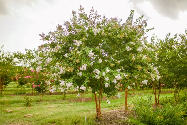 lagerstroemia-fauriei-natchez-japanese-crape-myrtle