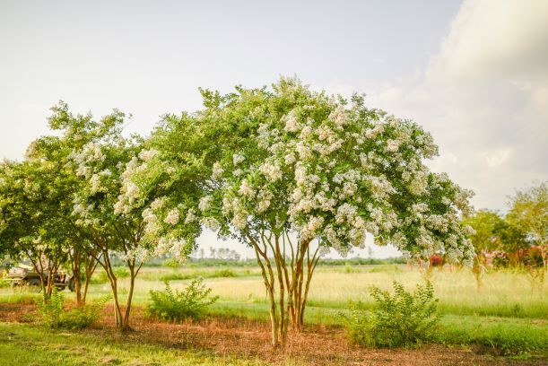 lagerstroemia-fauriei-natchez-japanese-crape-myrtle