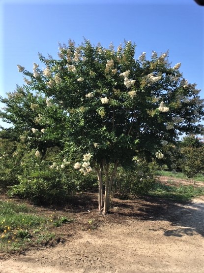 lagerstroemia-fauriei-natchez-japanese-crape-myrtle
