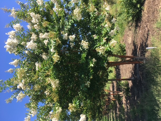 lagerstroemia-fauriei-natchez-japanese-crape-myrtle