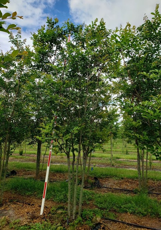 lagerstroemia-fauriei-natchez-japanese-crape-myrtle