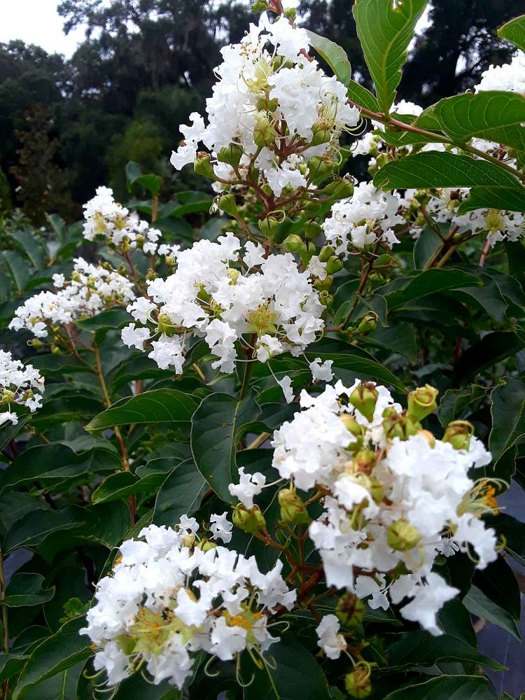 lagerstroemia-fauriei-natchez-japanese-crape-myrtle