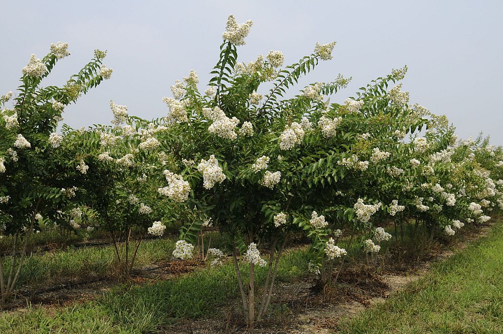 lagerstroemia-fauriei-natchez-japanese-crape-myrtle