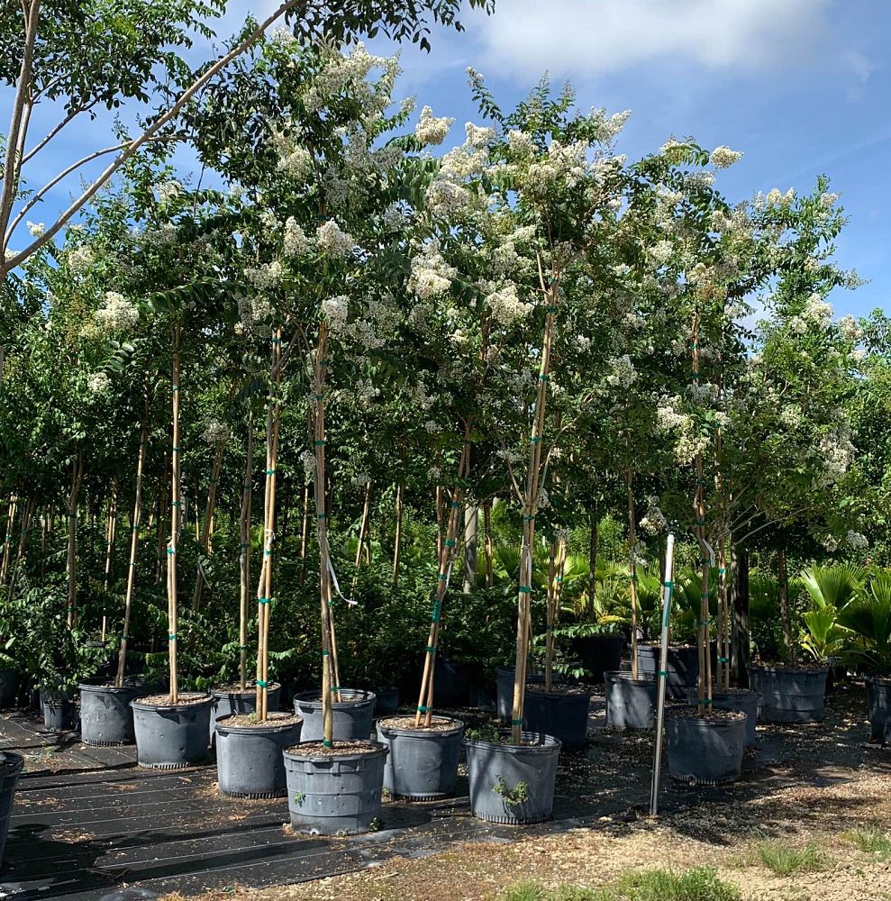 lagerstroemia-fauriei-natchez-japanese-crape-myrtle
