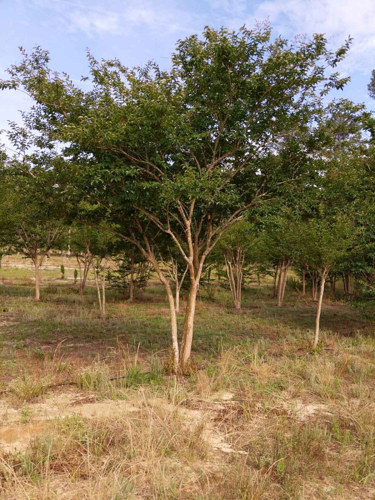 lagerstroemia-fauriei-natchez-japanese-crape-myrtle