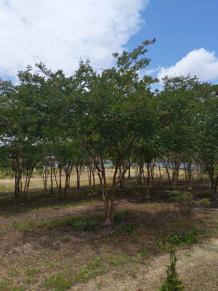 lagerstroemia-fauriei-natchez-japanese-crape-myrtle