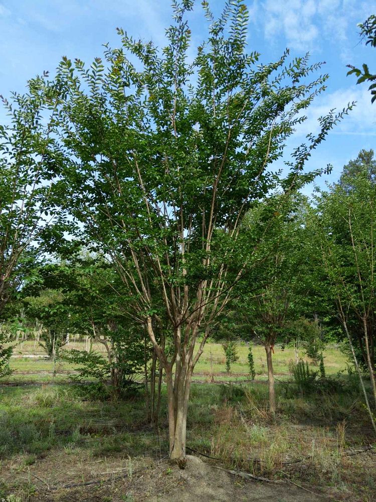 lagerstroemia-fauriei-natchez-japanese-crape-myrtle