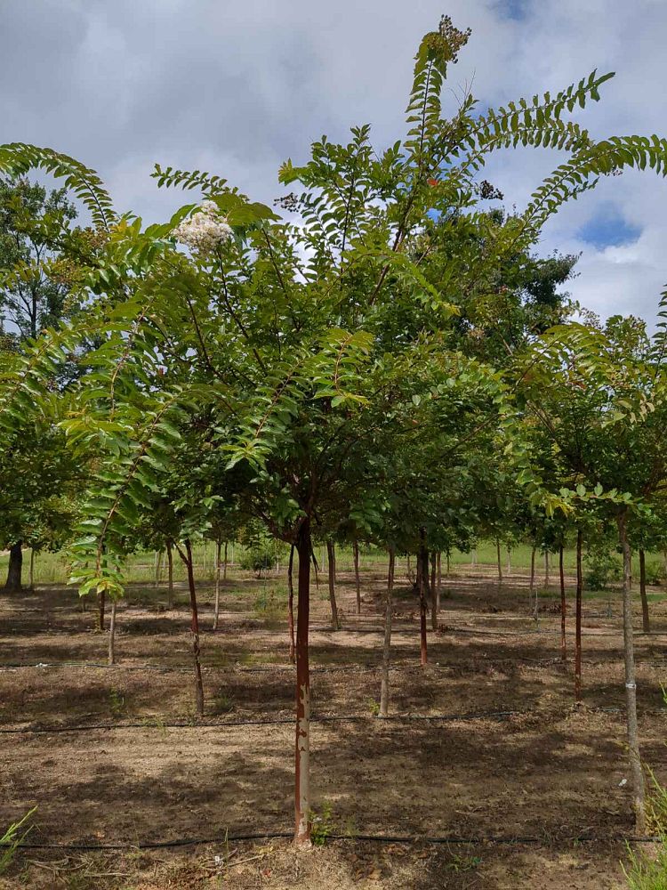 lagerstroemia-fauriei-natchez-japanese-crape-myrtle