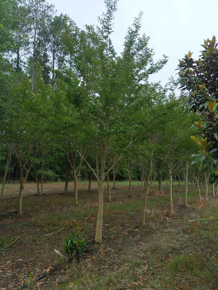 lagerstroemia-fauriei-natchez-japanese-crape-myrtle