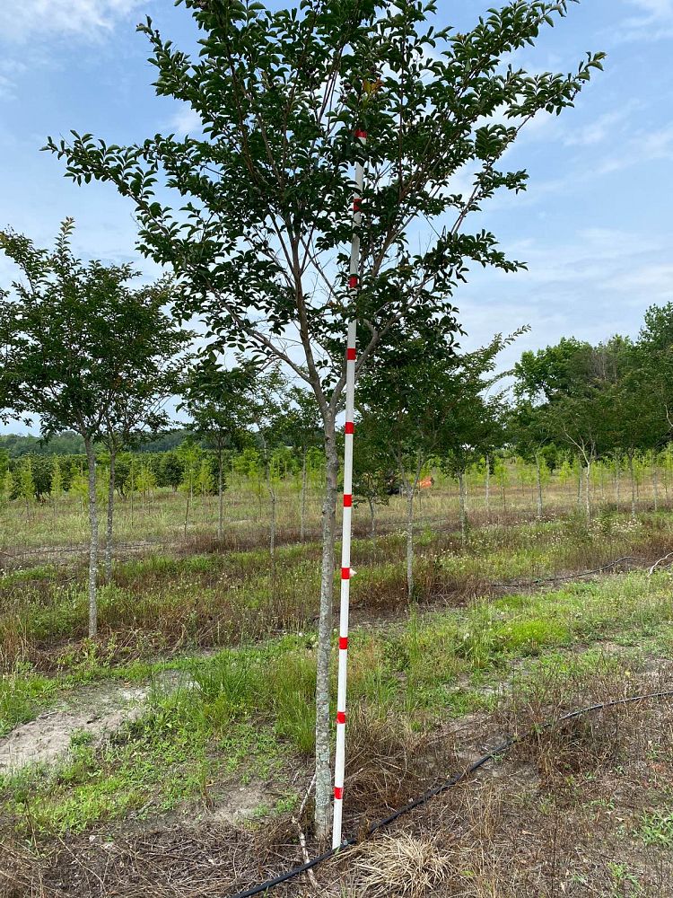 lagerstroemia-fauriei-natchez-japanese-crape-myrtle