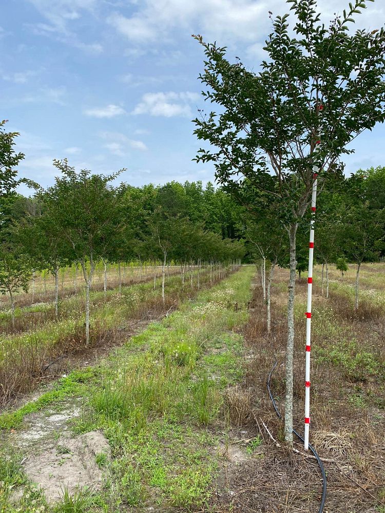 lagerstroemia-fauriei-natchez-japanese-crape-myrtle