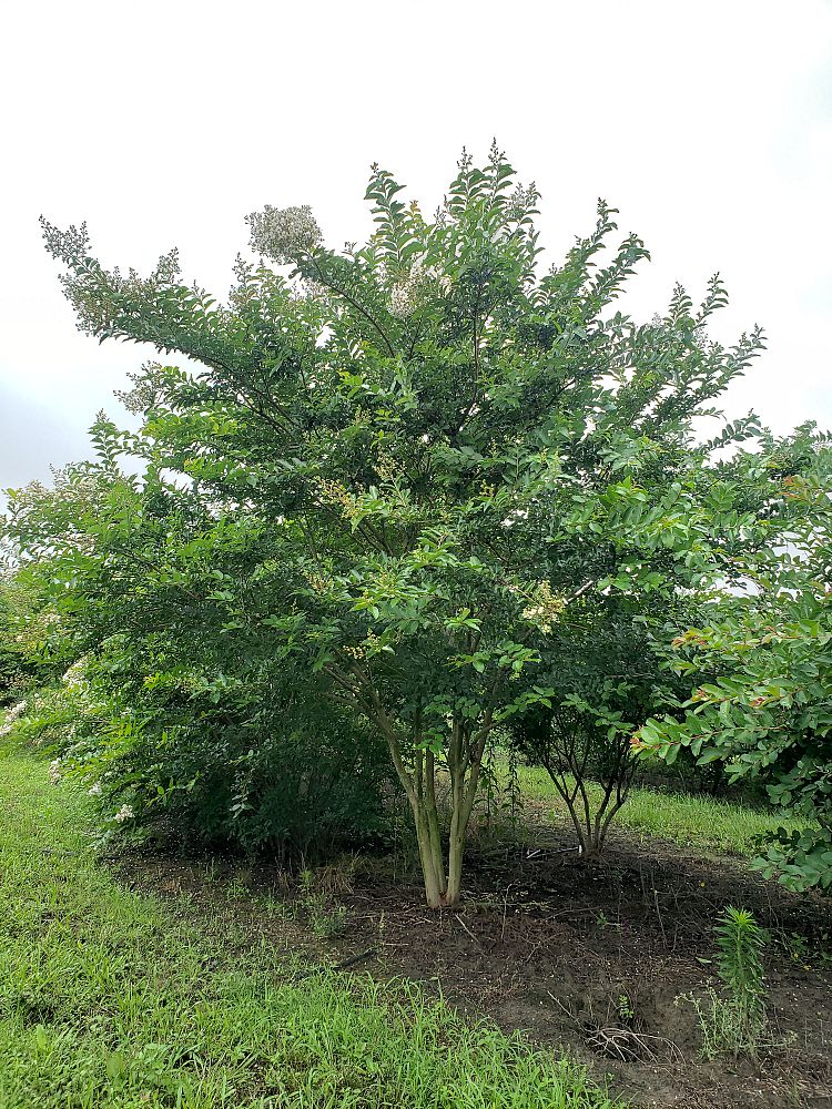 lagerstroemia-fauriei-natchez-japanese-crape-myrtle