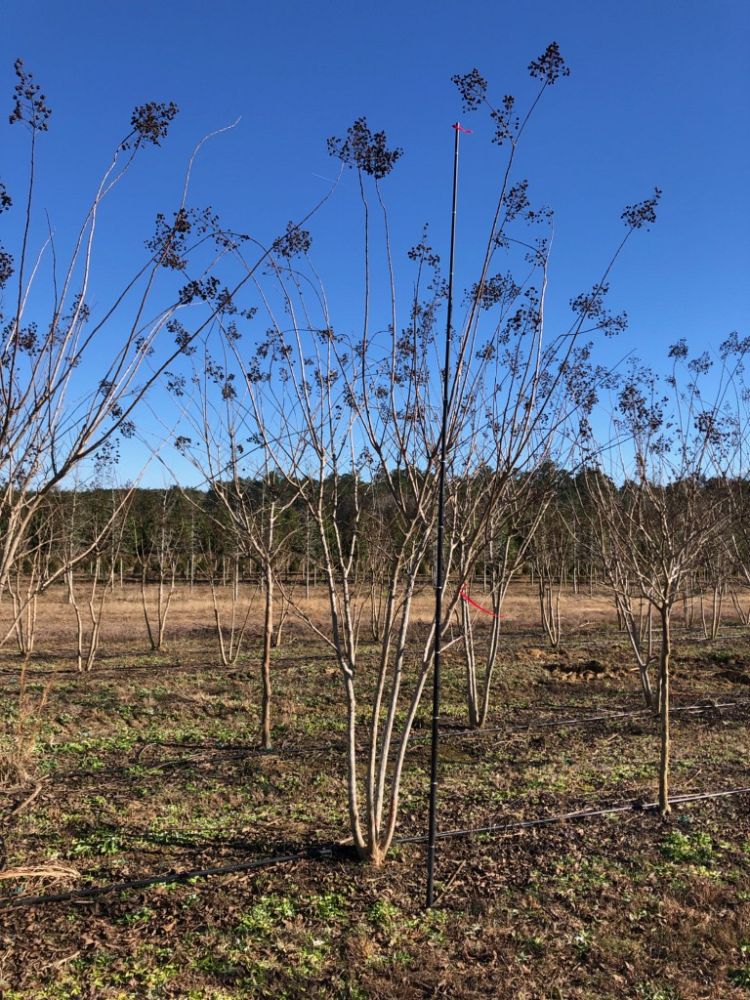 lagerstroemia-fauriei-natchez-japanese-crape-myrtle