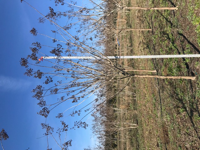 lagerstroemia-fauriei-natchez-japanese-crape-myrtle