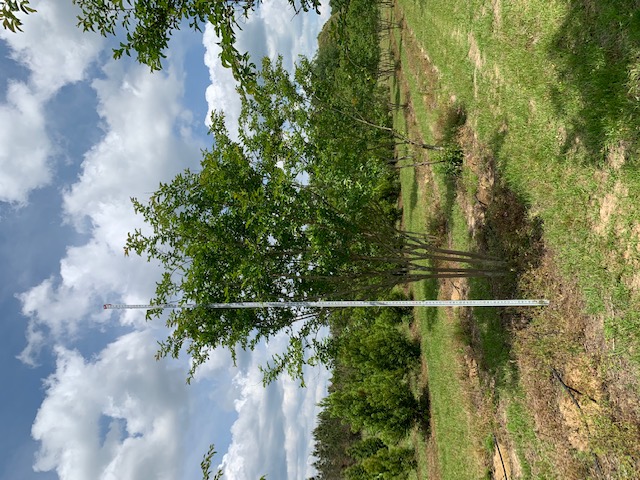 lagerstroemia-fauriei-natchez-japanese-crape-myrtle