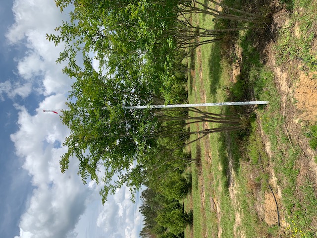 lagerstroemia-fauriei-natchez-japanese-crape-myrtle