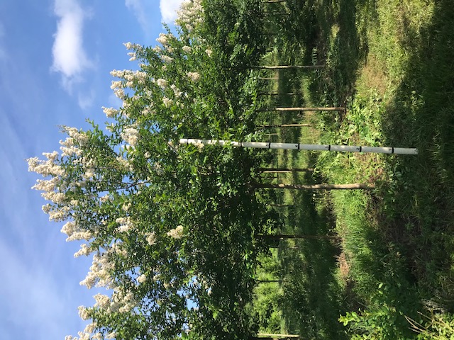 lagerstroemia-fauriei-natchez-japanese-crape-myrtle