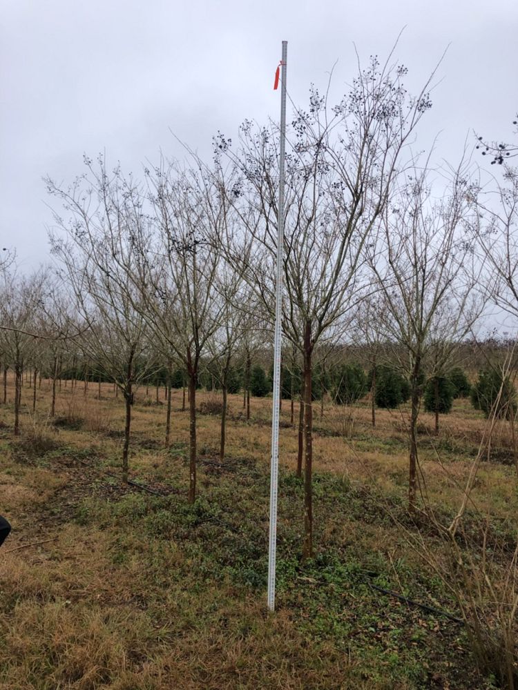 lagerstroemia-fauriei-natchez-japanese-crape-myrtle