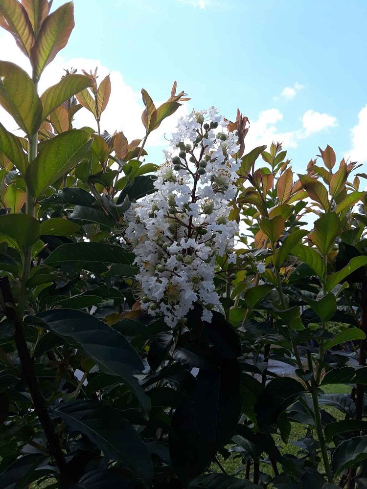 lagerstroemia-fauriei-natchez-japanese-crape-myrtle