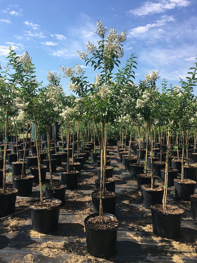 lagerstroemia-fauriei-natchez-japanese-crape-myrtle