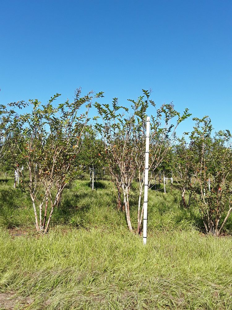 lagerstroemia-fauriei-natchez-japanese-crape-myrtle