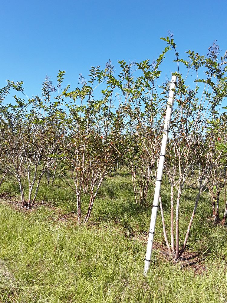 lagerstroemia-fauriei-natchez-japanese-crape-myrtle