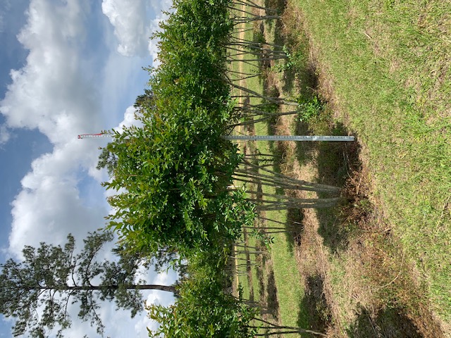 lagerstroemia-fauriei-natchez-japanese-crape-myrtle