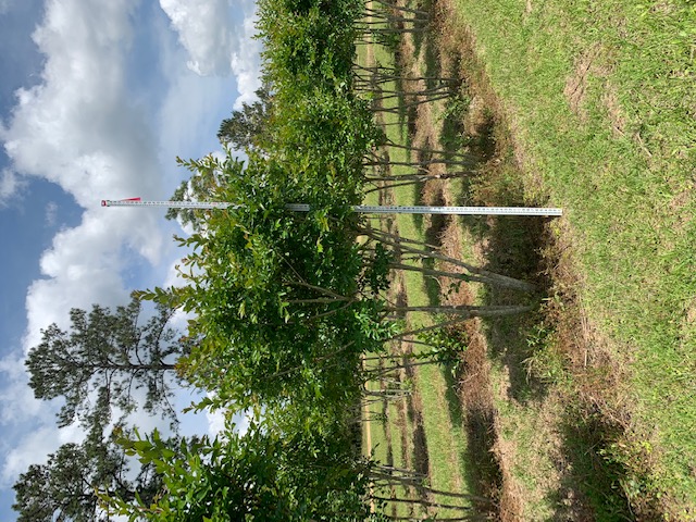 lagerstroemia-fauriei-natchez-japanese-crape-myrtle