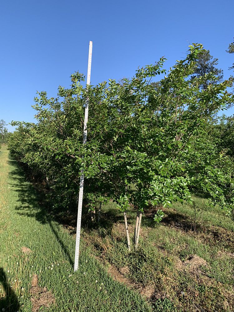 lagerstroemia-fauriei-natchez-japanese-crape-myrtle