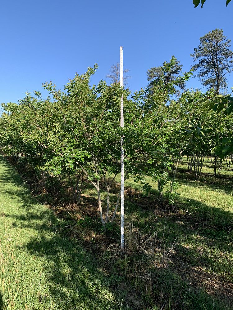 lagerstroemia-fauriei-natchez-japanese-crape-myrtle