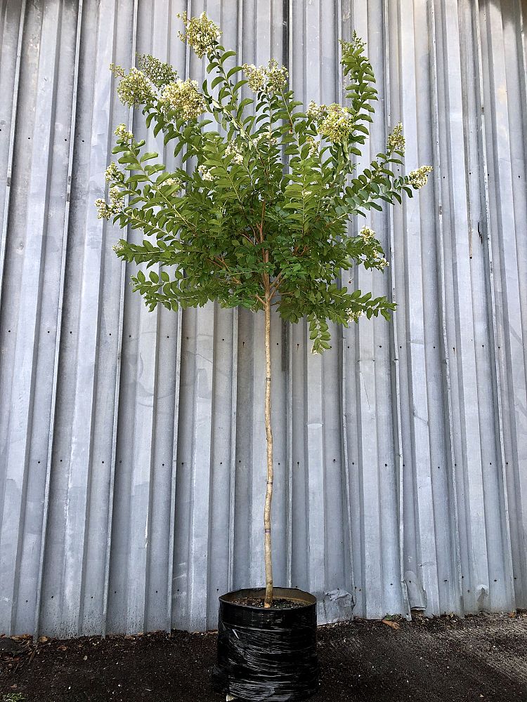 lagerstroemia-fauriei-natchez-japanese-crape-myrtle